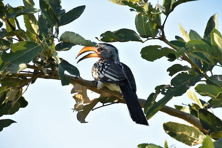 Birdwatching