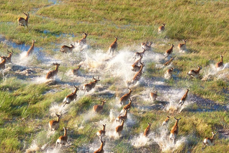 Kalahari Walk