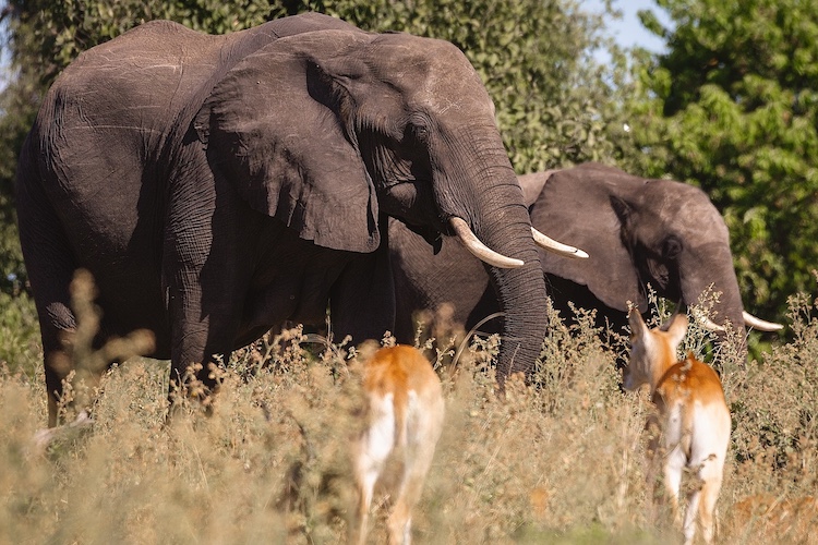 Chobe Elephants