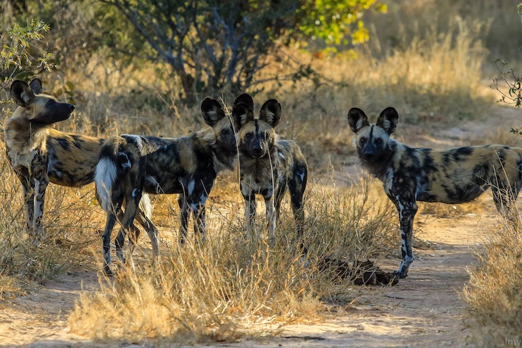 Moremi Game Reserve