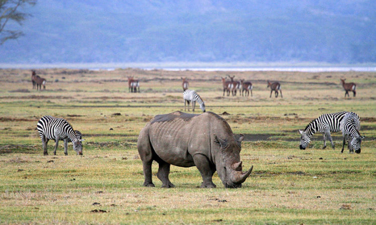 Ngorongoro Crater Safari
