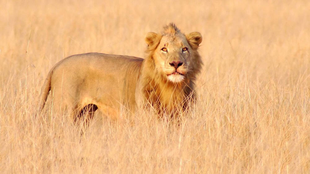 Gorongosa Wildlife