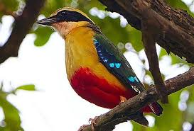 Malawi Birdwatching