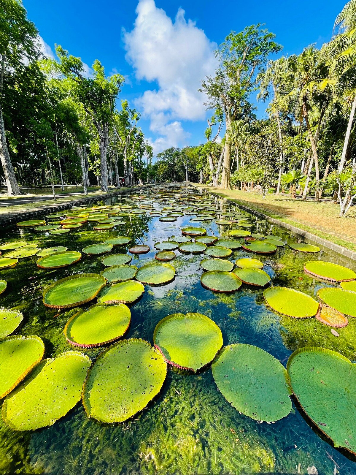 Pamplemousses Botanical Garden