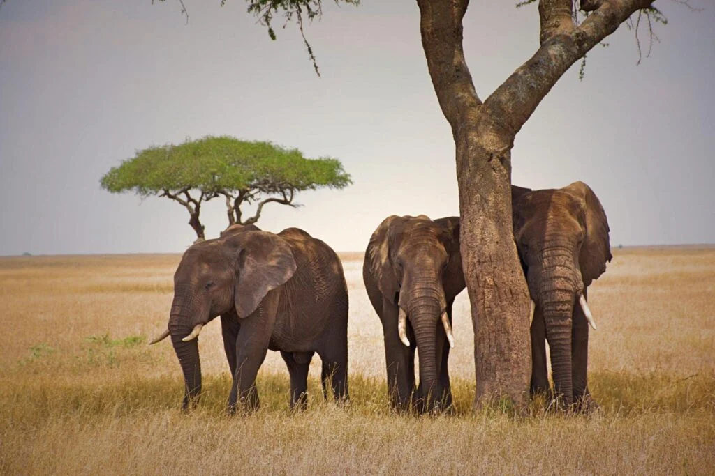 Tarangire Elephants and Baobabs