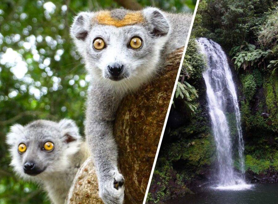 Madagascar Lemurs