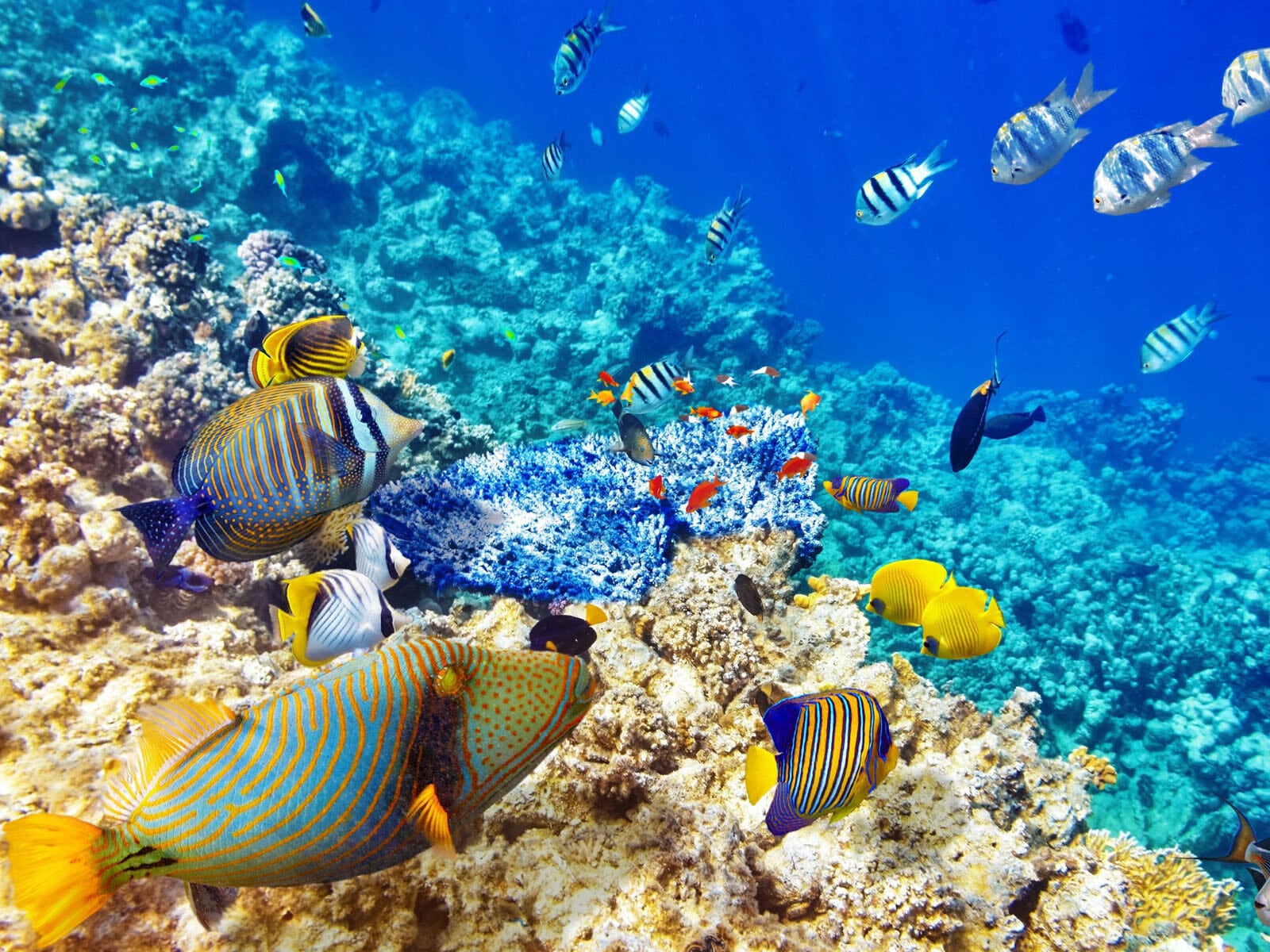 Mauritius Coral Reefs
