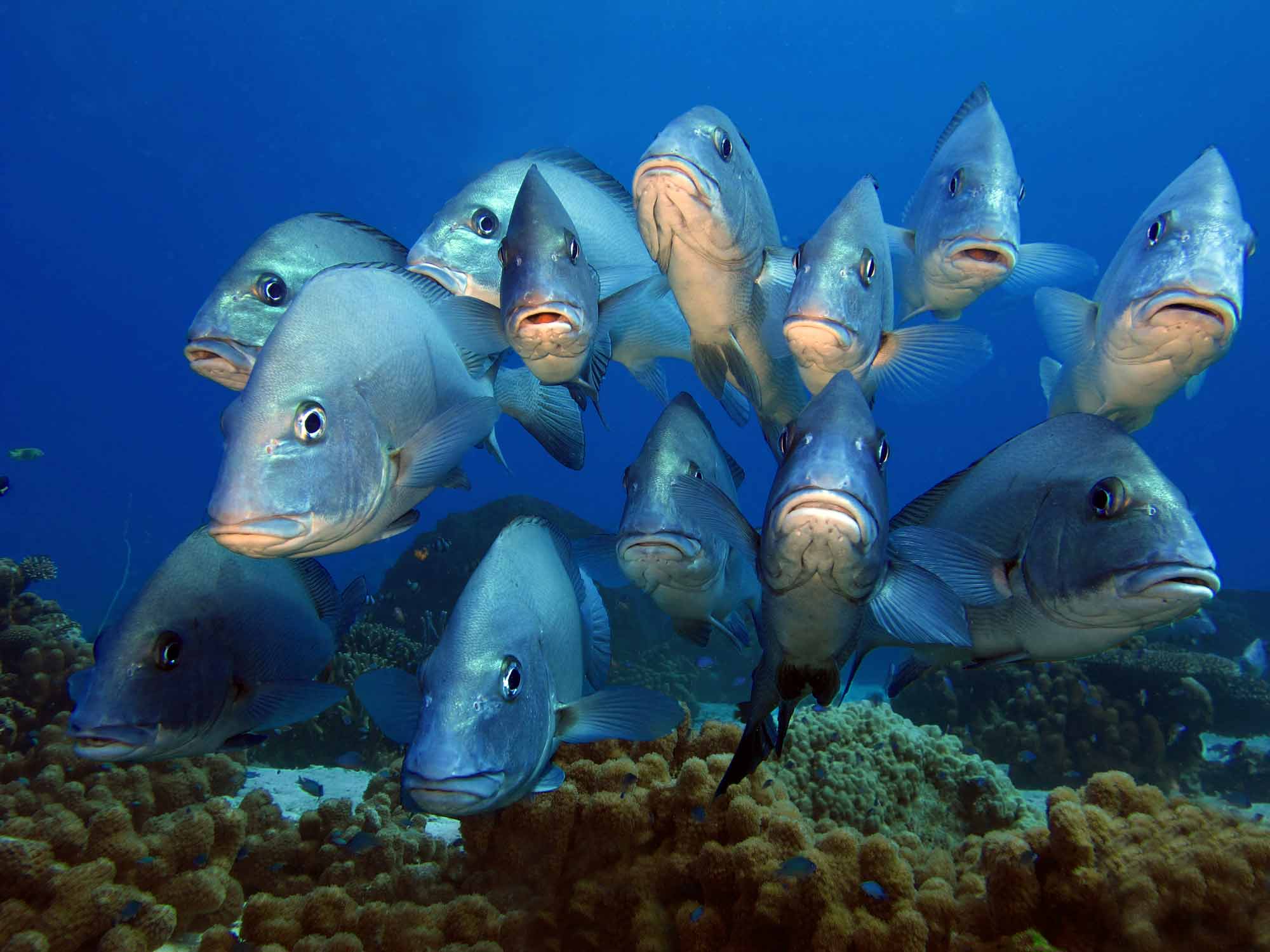 Madagascar Snorkeling