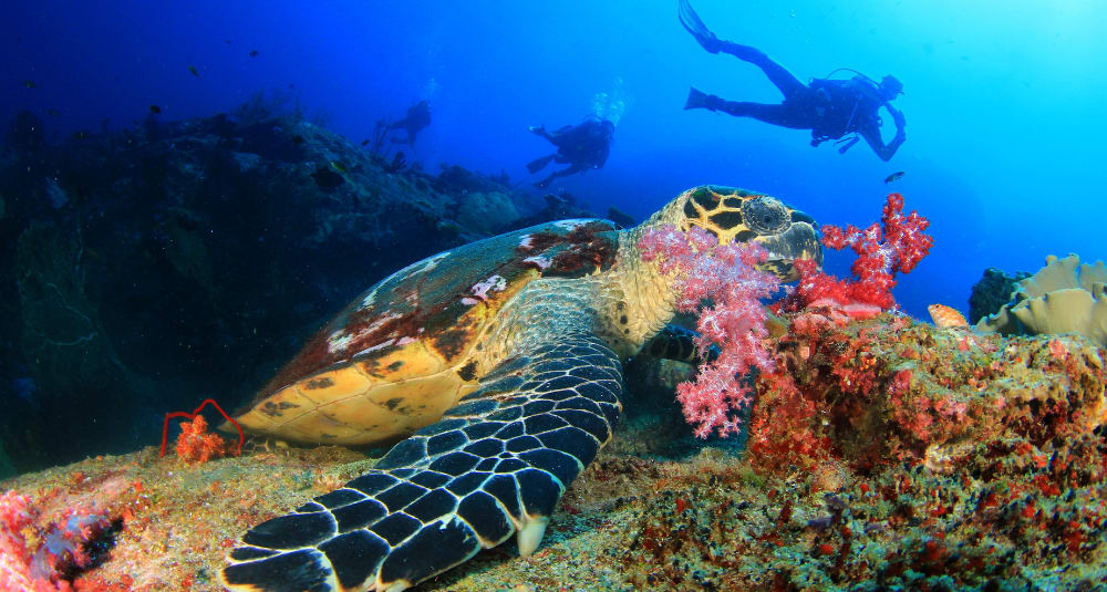 Bazaruto Marine Life
