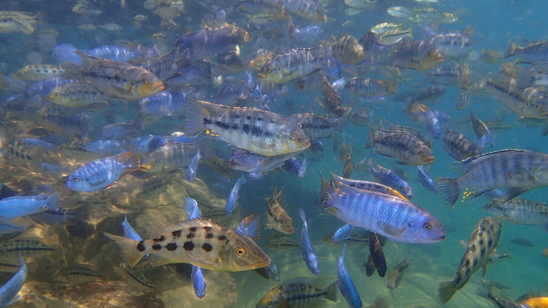 Snorkeling Lake Malawi