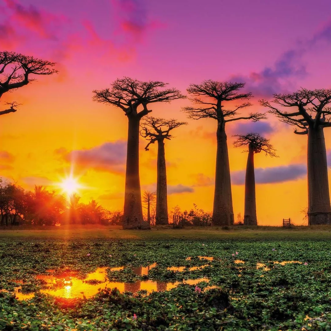 Avenue of the Baobabs