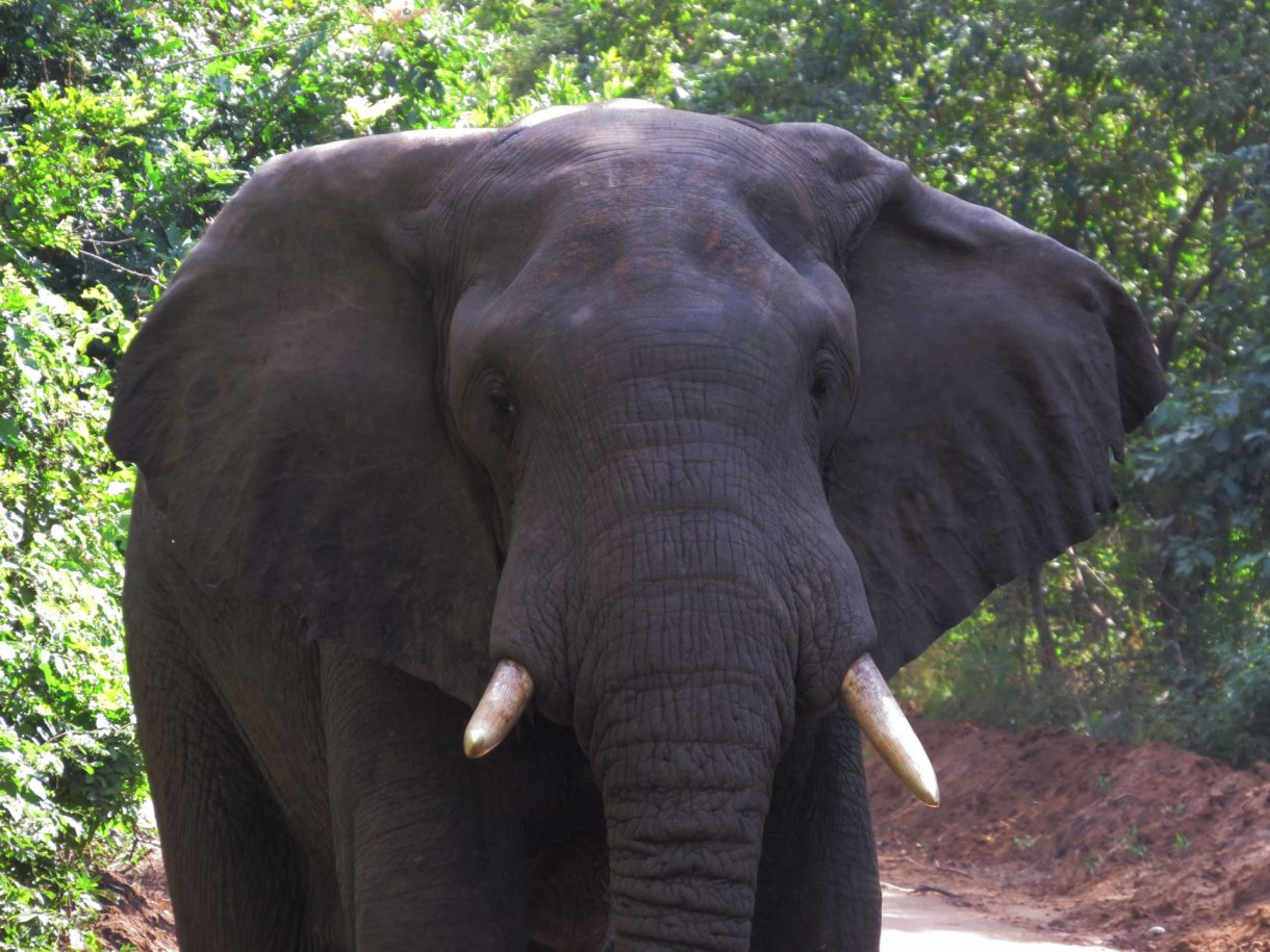 Majete Wildlife Safari