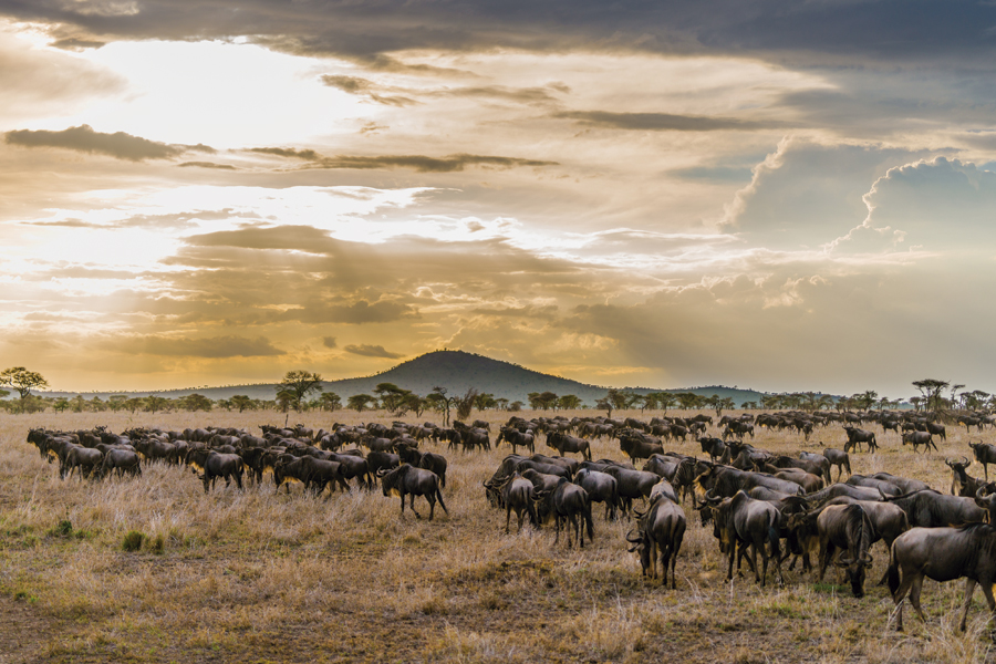Serengeti Great Migration