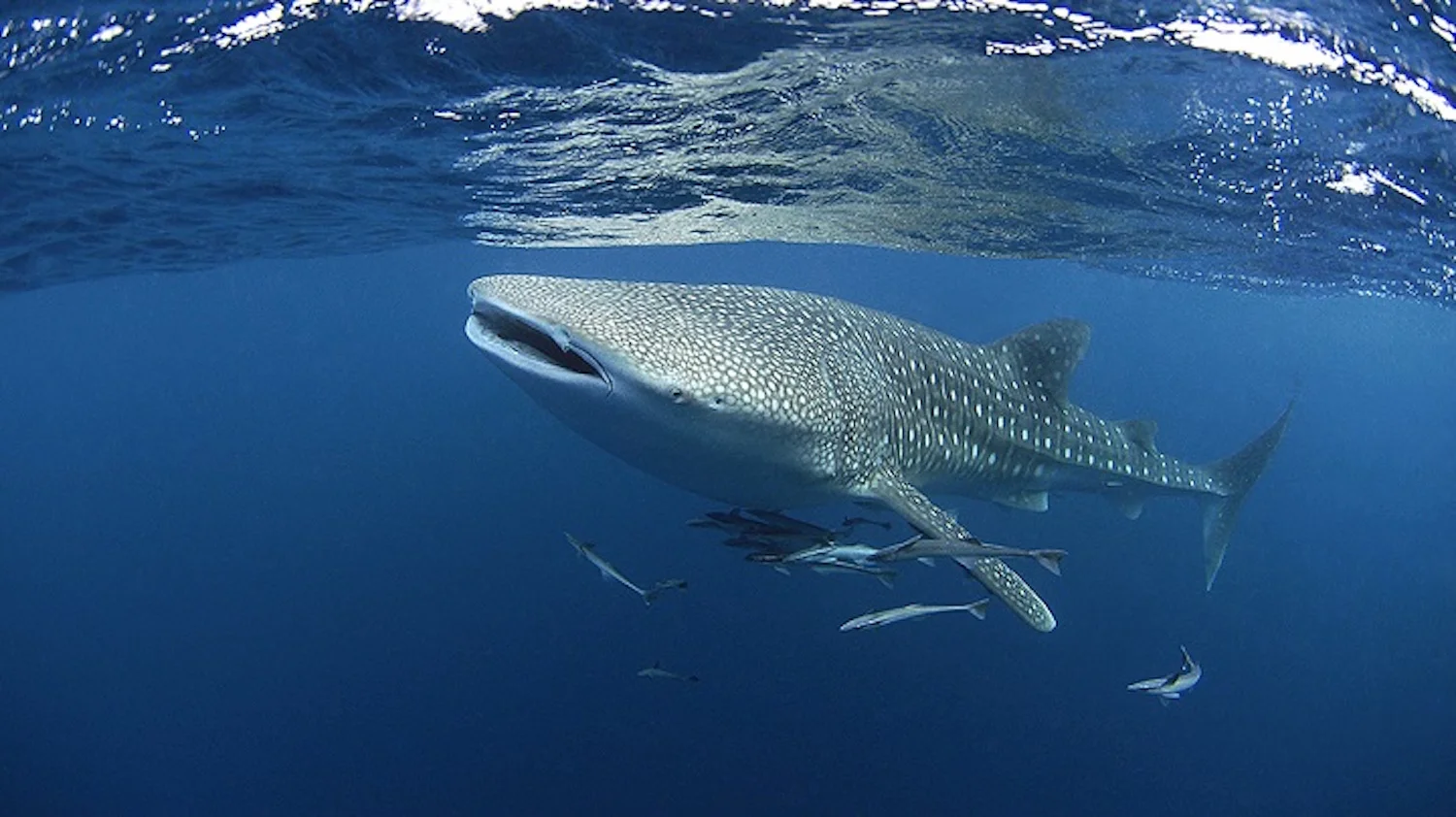 Tofo Whale Sharks