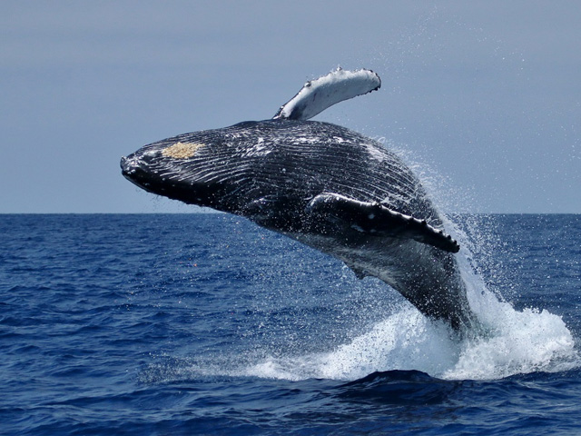 Hermanus Whale Watching